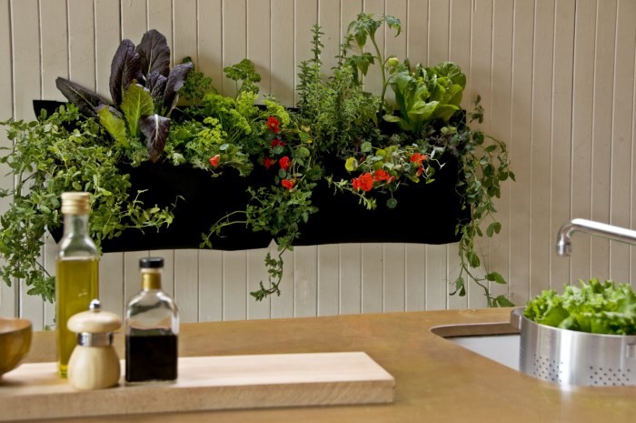 Цветы для кухни: комнатные растения в интерьере
