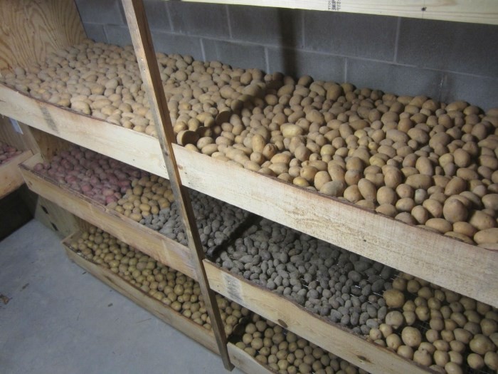 Хранение картошки в погребе